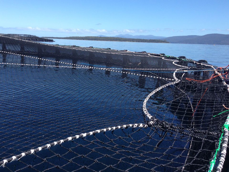 Nets Tasmania High Tenacity Bird Net over a fish cage Nets Tasmania High Tenacity Bird Net over a fish cage
